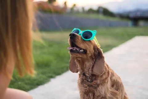 Cocker spaniel dog in sunglasses Stock Photos