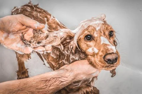 Cocker spaniel dog taking a shower with shampoo and water Stock Photos