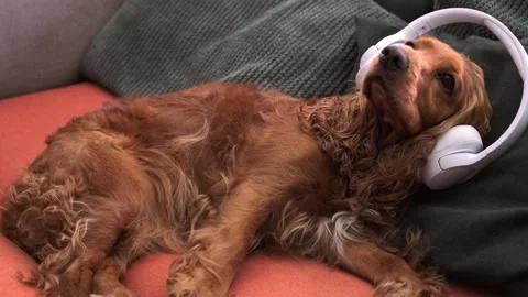 Cocker spaniel dog wearing wireless headphones while resting on couch 스톡 동영상 336544392