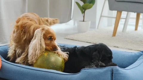 Cocker spaniel dogs playing with toys Stock Footage 157315656
