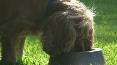 Cocker Spaniel Eating 스톡 동영상 420080