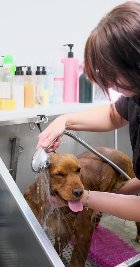 Cocker spaniel enjoys a relaxing bath from a professional groomer who gently Stock Footage 316743659