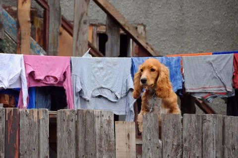 Cocker-spaniel on the Fence Foto stock