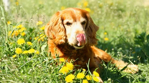 Cocker Spaniel Stock Footage 33183139