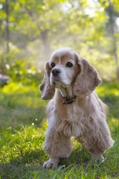 Cocker spaniel at the garden. Stock Photos