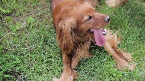 Cocker spaniel on the grass Stock Footage 78189515