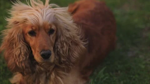 Cocker spaniel on grass Stock Footage 130205775