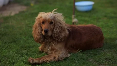 Cocker spaniel on grass Stock Footage 130205779