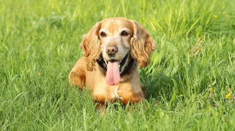 Cocker Spaniel on a green meadow Stock Footage 5299466
