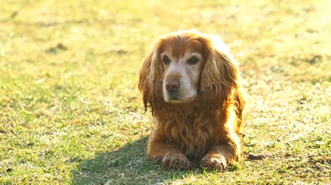 Cocker Spaniel on a green meadow Stock Footage 39529905