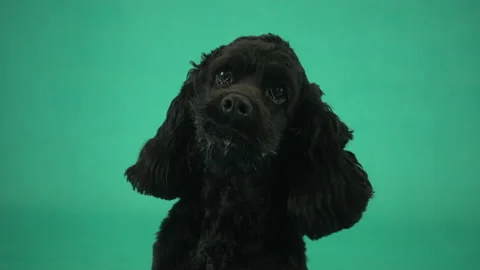 Cocker spaniel on green screen Stock Footage 149425369