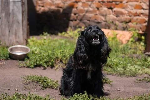 Cocker spaniel guard the house Stock Photos