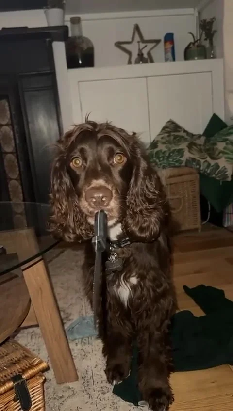 Cocker Spaniel Has a Knife, Suffolk, UK - 13 Mar 2025 Stock Footage 305600523