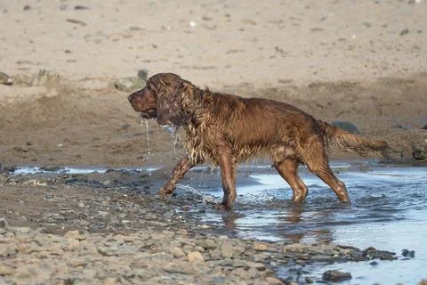Cocker Spaniel having  fun after soaking in the sea Foto stock