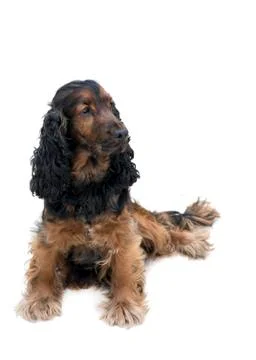 Cocker spaniel isolated Stock Photos