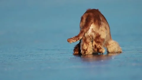 Cocker Spaniel joyfully plays on ice, dashing and leaping in a winter wonderland Stock Footage 304686080