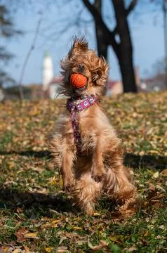 Cocker Spaniel jumping while running with a ball in autumn park Stock Photos