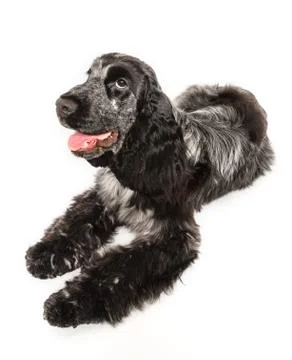 Cocker spaniel laying down Foto stock