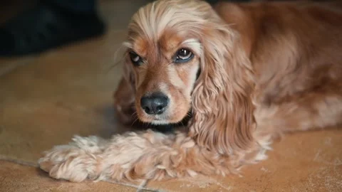 A cocker spaniel lies on the floor, looking around with alertness and curiosity. Video stock 338447447