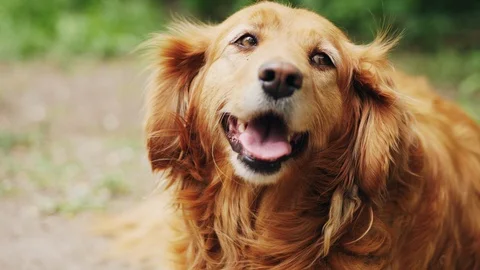 The Cocker Spaniel looking at the camera outdoors Stock Footage 91344775