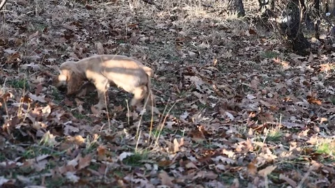 Cocker Spaniel looking for mushrooms in the woods Stock Footage 84833627