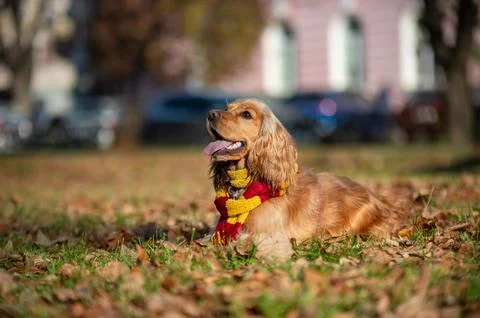 Cocker Spaniel Lying on Autumn Leaves Stock Photos