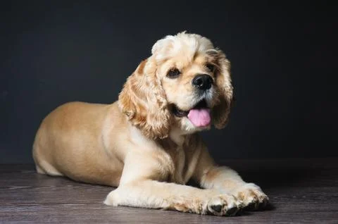 Cocker spaniel lying on dark background. Stock Photos