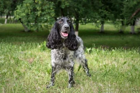 Cocker Spaniel lying on the grass outdoors in the Park, in warm weather Stock Photos