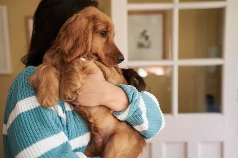 Cocker Spaniel Owner Standing And Cuddling Dog Stock Photos