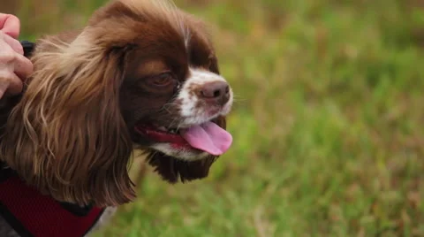 Cocker Spaniel In Park Video stock 66270881