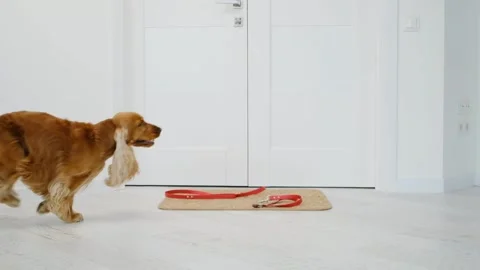 Cocker spaniel passing by leash at home Stock Footage 157315638