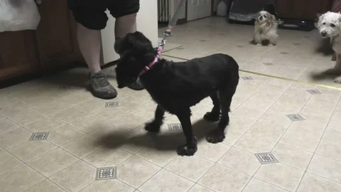 A Cocker Spaniel, Pekingese, and a Mixed Breed White Dog Congregate Stock Footage 167176507