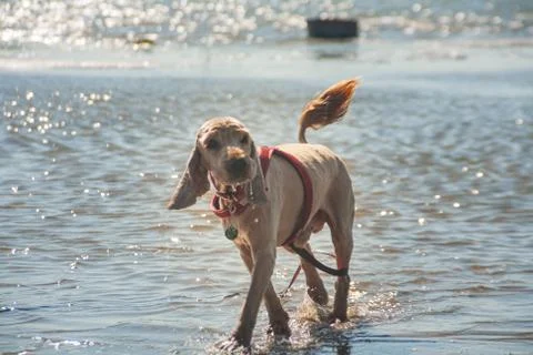 Cocker spaniel pet in a red collar runs along the shallow river. funny dog wi Stock Photos
