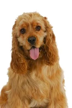 Cocker spaniel Stock Photos