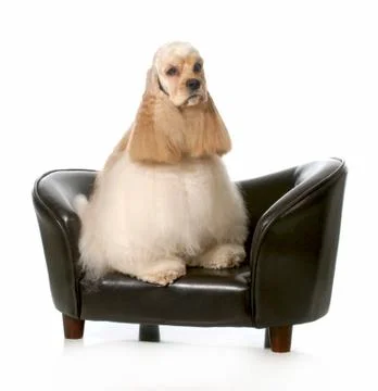 Cocker spaniel Stock Photos
