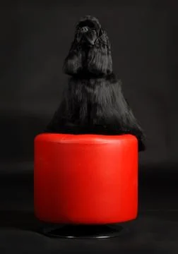 Cocker spaniel Stock Photos