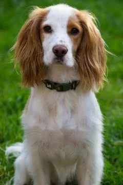Cocker spaniel Stock Photos