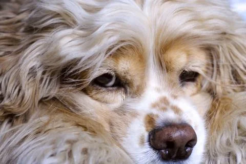 Cocker-spaniel Foto stock