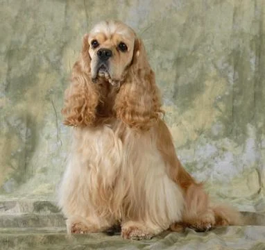 Cocker spaniel Stock Photos