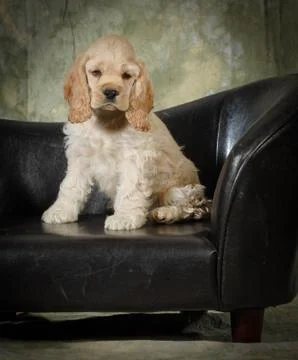 Cocker spaniel Stock Photos