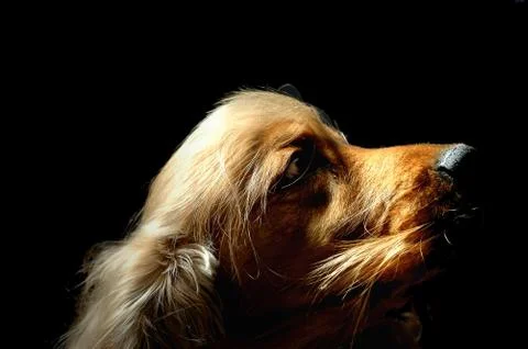 Cocker spaniel Stock Photos