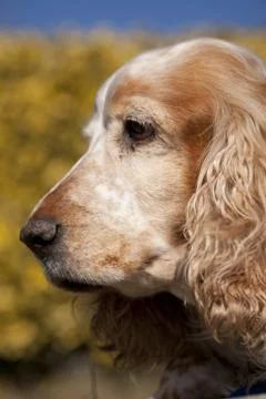Cocker Spaniel Foto stock