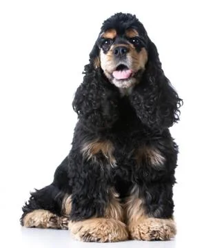 Cocker spaniel Stock Photos
