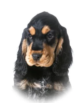 Cocker spaniel Stock Photos