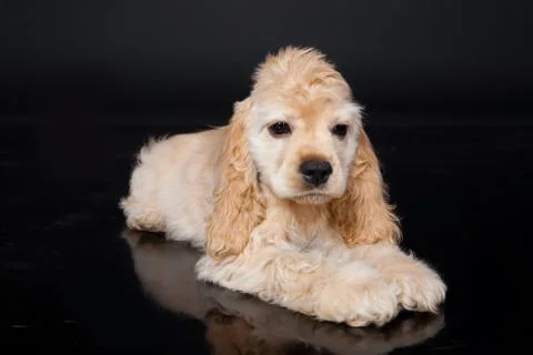 Cocker Spaniel Stock Photos