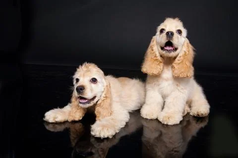 Cocker Spaniel Stock Photos