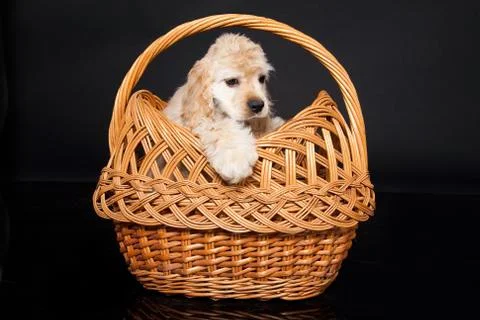 Cocker Spaniel Stock Photos