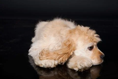 Cocker Spaniel Stock Photos