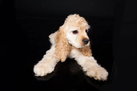 Cocker Spaniel Stock Photos
