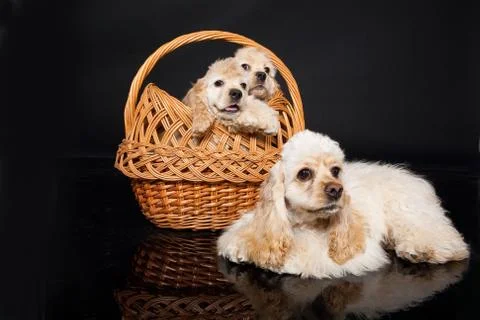 Cocker Spaniel Stock Photos